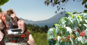 atitlan-coffee-tour