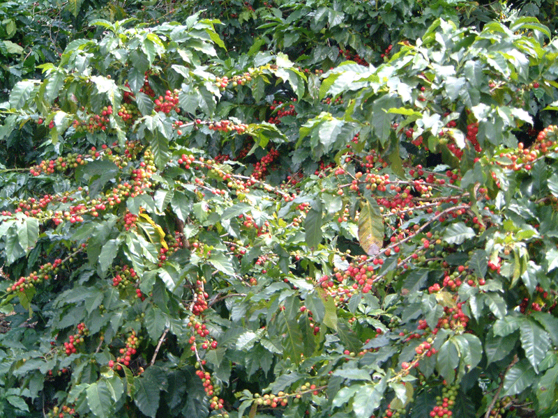 Tour del Cafe en Atitlan, volcanes, cafe organico y aromas